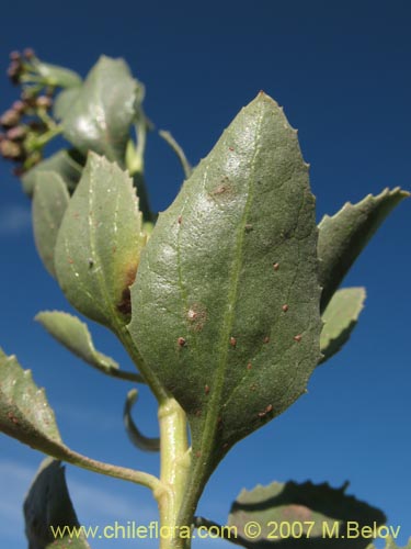 Imágen de Baccharis sp. #1692 (). Haga un clic para aumentar parte de imágen.