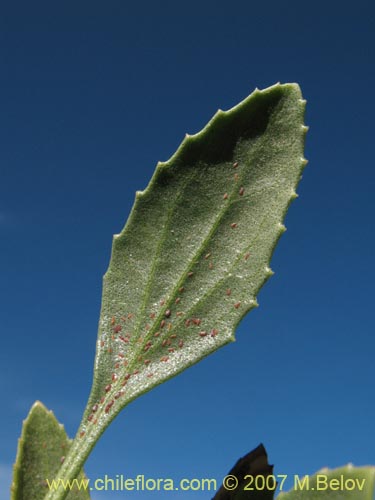 Imágen de Baccharis sp. #1692 (). Haga un clic para aumentar parte de imágen.