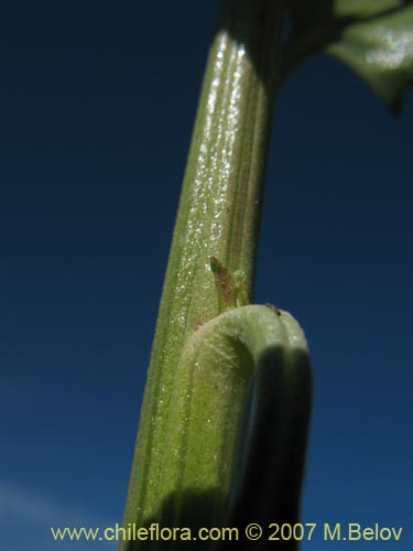 Imágen de Baccharis sp. #1692 (). Haga un clic para aumentar parte de imágen.