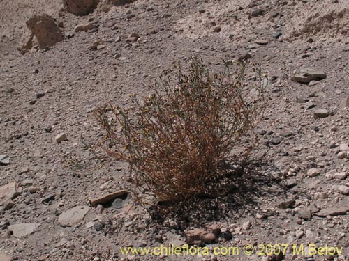 Imágen de Senecio eriophyton (). Haga un clic para aumentar parte de imágen.