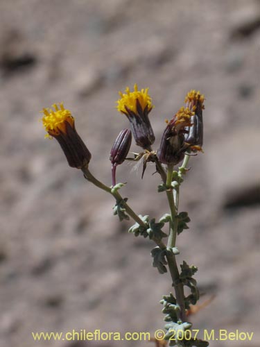 Imágen de Senecio eriophyton (). Haga un clic para aumentar parte de imágen.