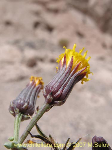 Imágen de Senecio eriophyton (). Haga un clic para aumentar parte de imágen.