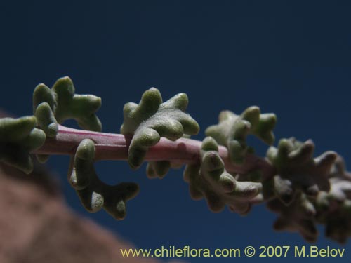 Imágen de Senecio eriophyton (). Haga un clic para aumentar parte de imágen.