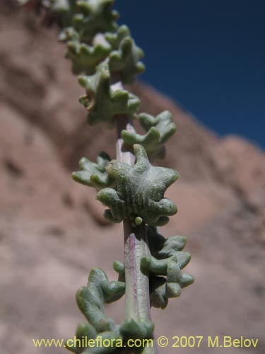 Imágen de Senecio eriophyton (). Haga un clic para aumentar parte de imágen.