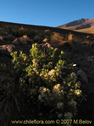 Imágen de Baccharis sp.  #1008 (). Haga un clic para aumentar parte de imágen.