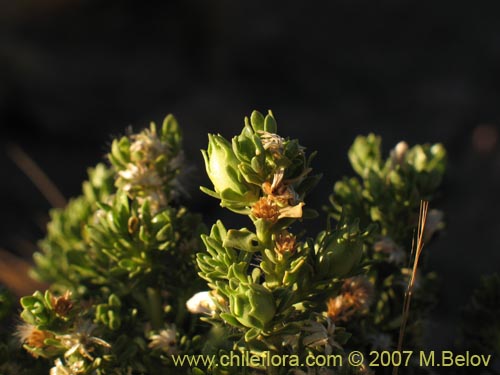 Imágen de Baccharis sp.  #1008 (). Haga un clic para aumentar parte de imágen.