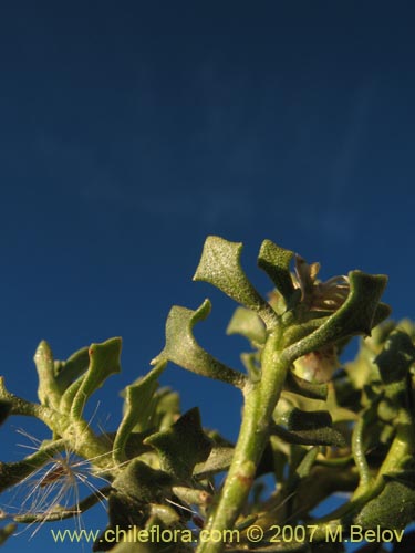 Imágen de Baccharis sp.  #1008 (). Haga un clic para aumentar parte de imágen.