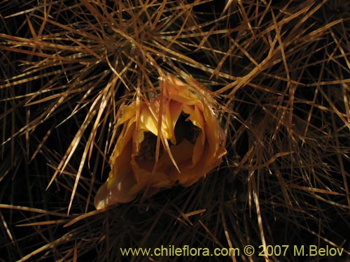 Image of Cumulopuntia boliviana ssp. ignescens (). Click to enlarge parts of image.