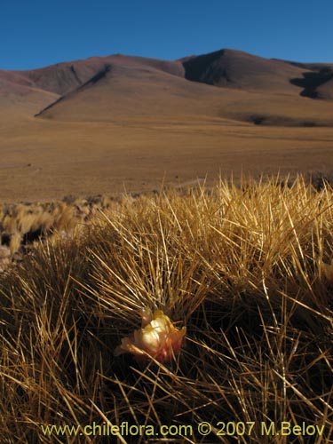 Image of Cumulopuntia boliviana ssp. ignescens (). Click to enlarge parts of image.