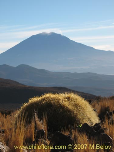 Image of Cumulopuntia boliviana ssp. ignescens (). Click to enlarge parts of image.