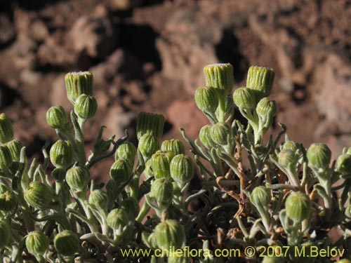 Imágen de Senecio sp. #2172 (). Haga un clic para aumentar parte de imágen.