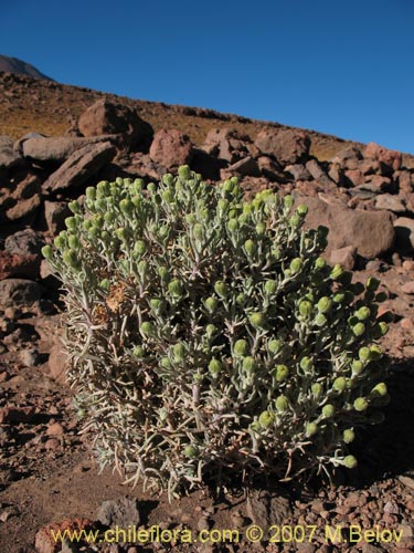 Imágen de Senecio sp. #2172 (). Haga un clic para aumentar parte de imágen.