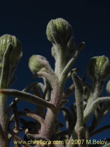 Imágen de Senecio sp. #2172 (). Haga un clic para aumentar parte de imágen.