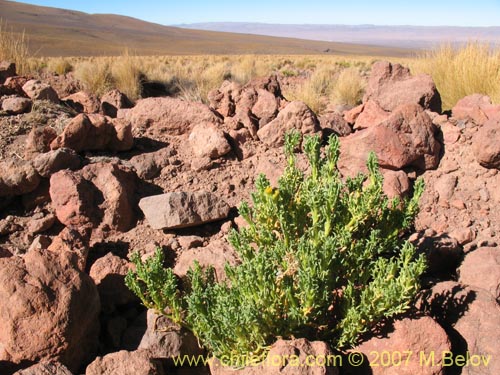 Imágen de Senecio sp. #1457 (). Haga un clic para aumentar parte de imágen.