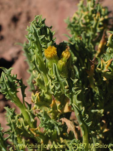 Imágen de Senecio sp. #1457 (). Haga un clic para aumentar parte de imágen.