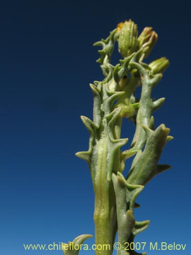 Imágen de Senecio sp. #1457 (). Haga un clic para aumentar parte de imágen.