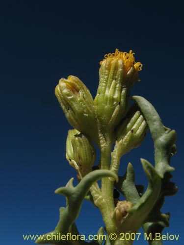 Imágen de Senecio sp. #1457 (). Haga un clic para aumentar parte de imágen.