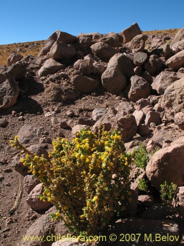 Imágen de Senecio sp. #1456 (). Haga un clic para aumentar parte de imágen.