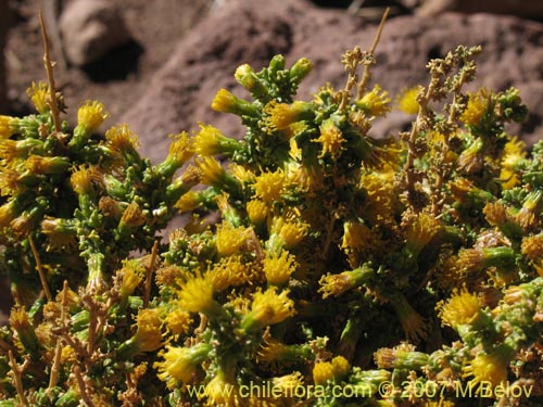 Imágen de Senecio sp. #1456 (). Haga un clic para aumentar parte de imágen.