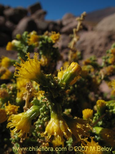 Imágen de Senecio sp. #1456 (). Haga un clic para aumentar parte de imágen.