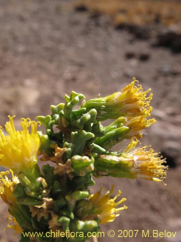 Imágen de Senecio sp. #1456 (). Haga un clic para aumentar parte de imágen.