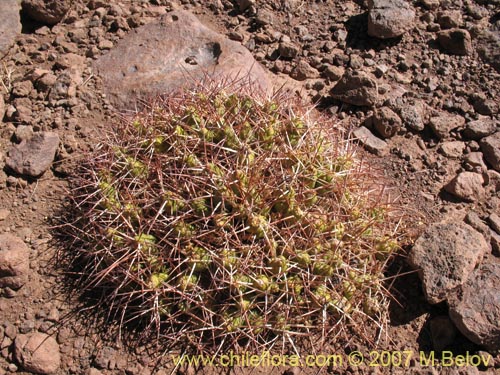 Image of Maihueniopsis glomerata (). Click to enlarge parts of image.