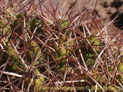 Image of Maihueniopsis glomerata (). Click to enlarge parts of image.