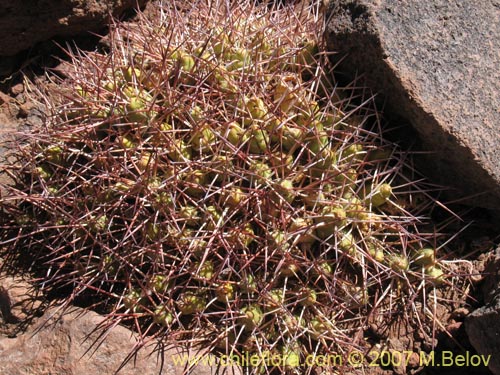 Image of Maihueniopsis glomerata (). Click to enlarge parts of image.