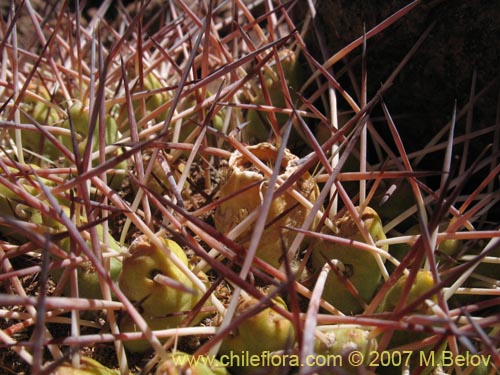 Image of Maihueniopsis glomerata (). Click to enlarge parts of image.