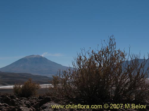 Imágen de Chuquiraga atacamensis (). Haga un clic para aumentar parte de imágen.