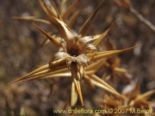 Imágen de Chuquiraga atacamensis (). Haga un clic para aumentar parte de imágen.