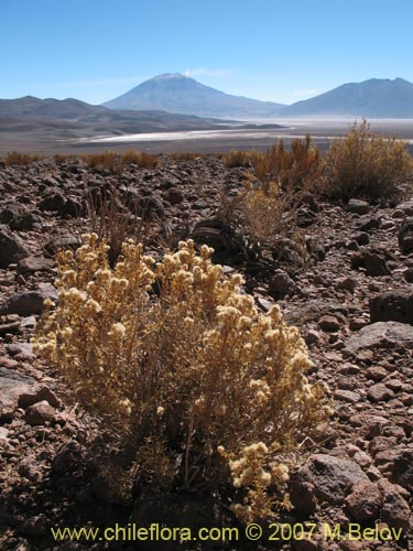 Imágen de Baccharis boliviensis (). Haga un clic para aumentar parte de imágen.