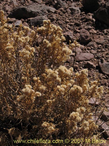 Imágen de Baccharis boliviensis (). Haga un clic para aumentar parte de imágen.