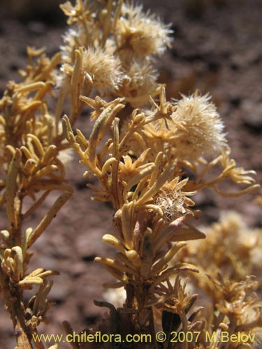 Imágen de Baccharis boliviensis (). Haga un clic para aumentar parte de imágen.