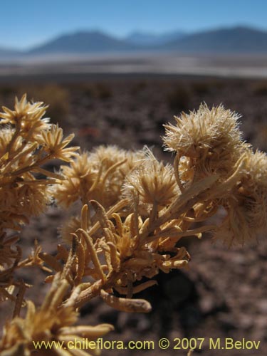 Imágen de Baccharis boliviensis (). Haga un clic para aumentar parte de imágen.