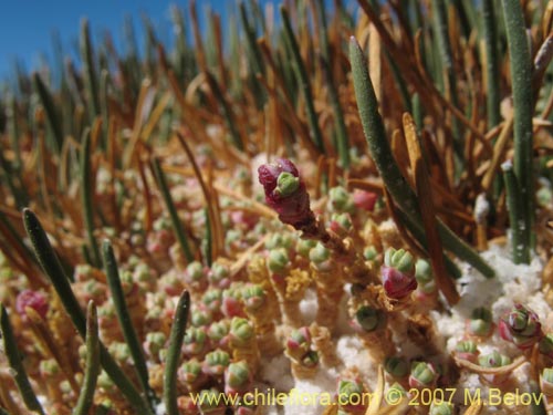 Imágen de Sarcocornia pulvinata (). Haga un clic para aumentar parte de imágen.