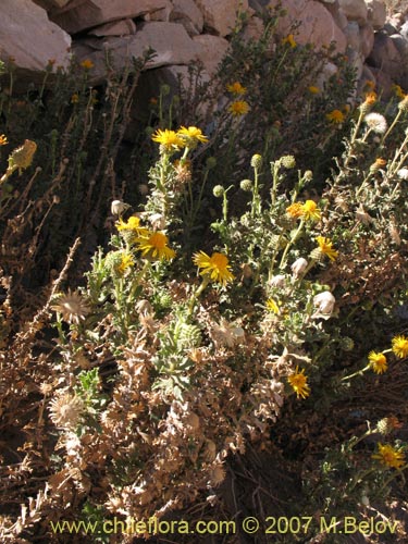 Imágen de Haplopappus rigidus (Bailahuen). Haga un clic para aumentar parte de imágen.