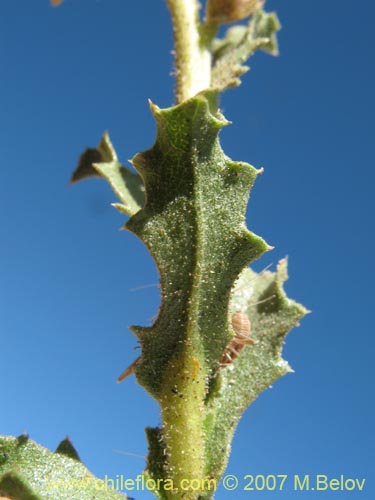 Imágen de Haplopappus rigidus (Bailahuen). Haga un clic para aumentar parte de imágen.