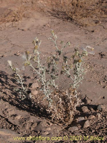 Imágen de Senecio sp. #1326 (). Haga un clic para aumentar parte de imágen.