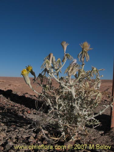 Imágen de Senecio sp. #1326 (). Haga un clic para aumentar parte de imágen.