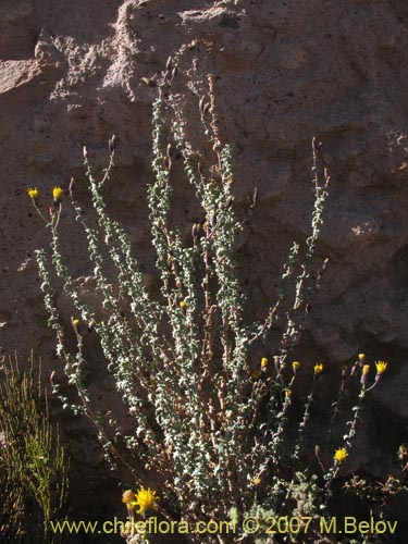 Imágen de Senecio sp. #1331 (). Haga un clic para aumentar parte de imágen.