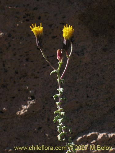 Imágen de Senecio sp. #1331 (). Haga un clic para aumentar parte de imágen.