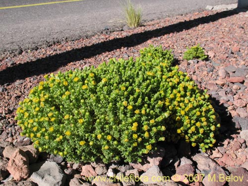 Imágen de Senecio sp. #1458 (). Haga un clic para aumentar parte de imágen.