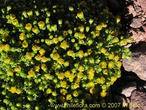 Imágen de Senecio sp. #1458 (). Haga un clic para aumentar parte de imágen.