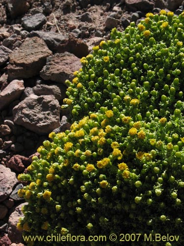 Imágen de Senecio sp. #1458 (). Haga un clic para aumentar parte de imágen.