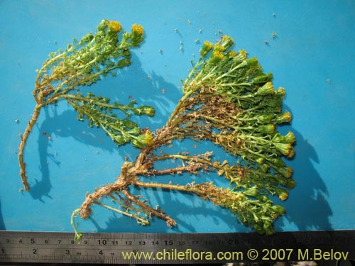 Senecio sp. #1458의 사진