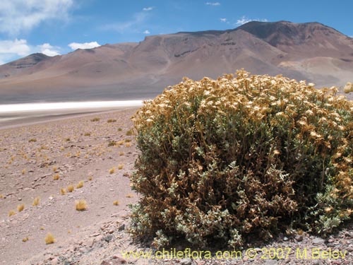 Imágen de Asteraceae sp. #Z 6959 (). Haga un clic para aumentar parte de imágen.