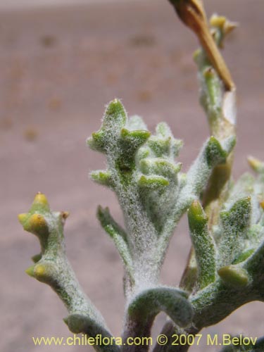 Imágen de Asteraceae sp. #Z 6959 (). Haga un clic para aumentar parte de imágen.