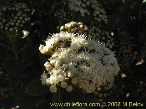 Imágen de Baccharis scandens (). Haga un clic para aumentar parte de imágen.