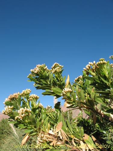 Imágen de Baccharis scandens (). Haga un clic para aumentar parte de imágen.